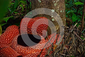 Rafflesia, the biggest flower in the world. This species located in Ranau Sabah, Borneo.