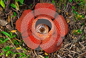 Rafflesia, the biggest flower in the world. This species located in Ranau Sabah, Borneo photo