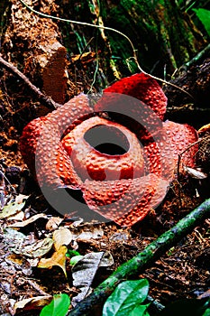 Rafflesia the biggest flower in the world. This species located in Ranau Sabah Borneo. Malaysia