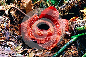 Rafflesia the biggest flower in the world. This species located in Ranau Sabah Borneo. Malaysia