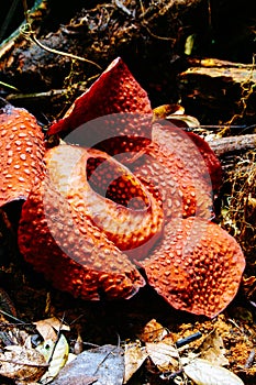 Rafflesia the biggest flower in the world. This species located in Ranau Sabah Borneo. Malaysia