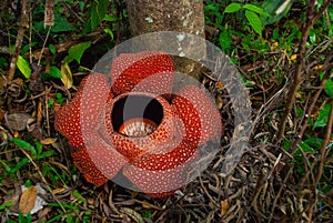 Rafflesia, the biggest flower in the world. This species located in Ranau Sabah, Borneo. photo