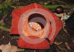 Rafflesia flower