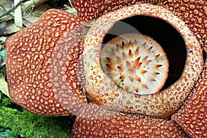 Rafflesia flower blossom