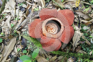 Rafflesia flower blossom