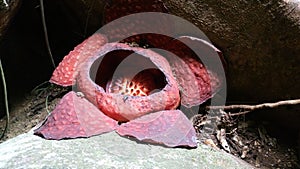 Rafflesia flower blossom photo