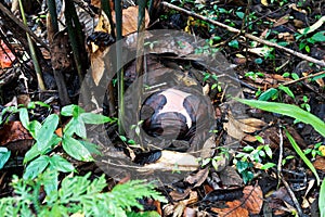 Rafflesia flower bud in natural habitat