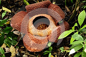 Rafflesia Flower in Kota Kinabalu photo