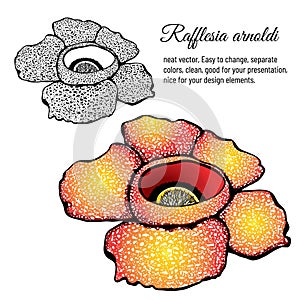 Rafflesia flower spotted with separate color with outline