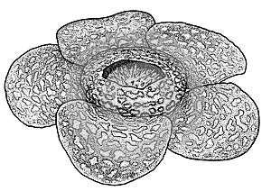 Rafflesia illustration, drawing, engraving, ink, line art, vector