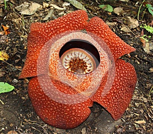 Rafflesia keithii