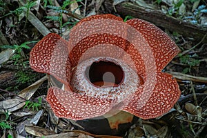 Rafflesia Keithii on Borneo Island, Malaysia. The Biggest Flower in the World