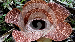 Rafflesia Keithii Flower