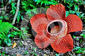 Rafflesia Keithii flower photo