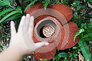 Rafflesia Keithii flower and hand