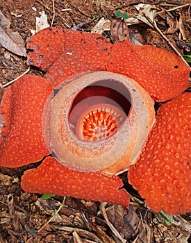 Rafflesia. The largest flower in the world.