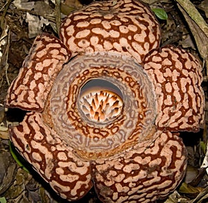 Rafflesia pricei photo