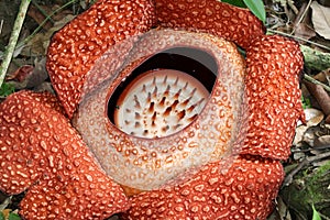 Rafflesia Rafflesia arnoldii - Borneo Malaysia Asia