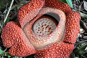 Rafflesia Rafflesia arnoldii - Borneo Malaysia Asia