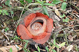 Rafflesia Rafflesia arnoldii - Borneo Malaysia Asia