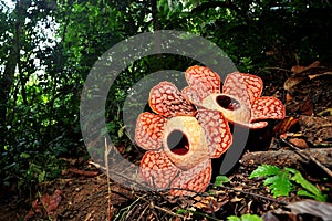 Rafflesia @ Royal Belum