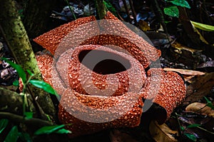 Rafflesia zollingeriana Kds Flower Blooming