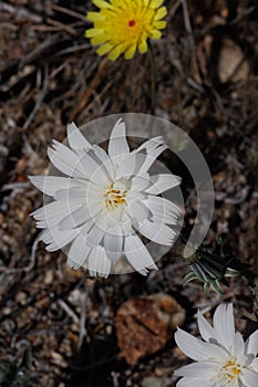 Rafinesquia Neomexicana Bloom - Anza Borrego Desert - 031622 photo