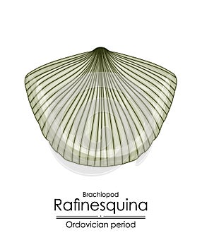 Rafinesquina, an Ordovician period brachiopod photo