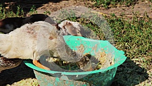 Raft of ducks feeding on grains from plastic basin ( close up)