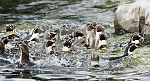 A Raft of Humboldt Penguins, Spheniscus humboldti, South America