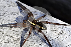 Raft-hunting spider - Dolomedes fimbriatus