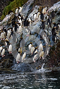 A raft of Macaroni Penguins hopping down a large rock to the ocean for morning feeding, Coopers Bay, South Georgia