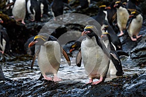 A raft of Macaroni Penguins hopping down a large rock to the seaweed and ocean for morning feeding, Coopers Bay, South Georgia