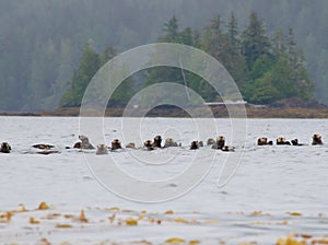 Raft of sea otters on a gray day near Spring Island, British Columbia