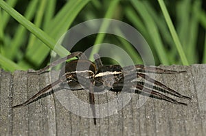 Raft Spider