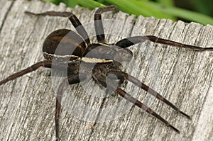 Raft Spider