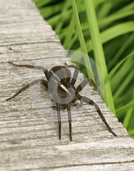 Raft Spider