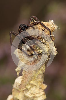 Raft spider carrying egg sack