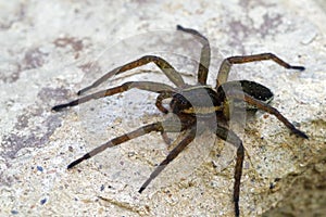 Raft spider Dolomedes fimbriatus