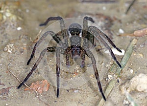 Raft spider Dolomedes fimbriatus