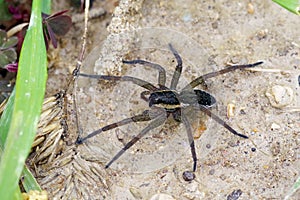 Raft spider Dolomedes fimbriatus