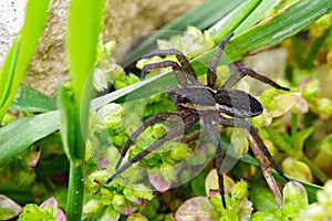 Raft spider, Dolomedes fimbriatus