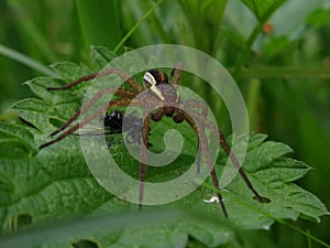 The raft spider Dolomedes fimbriatus.