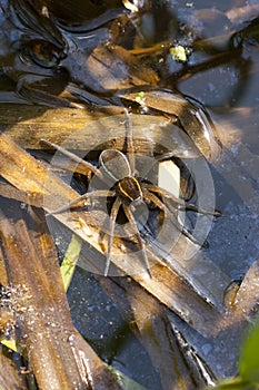 The raft spider, Dolomedes fimbriatus