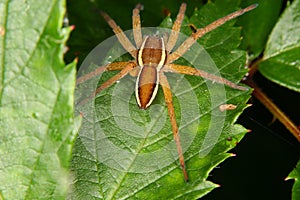 Raft spider (Dolomedes fimbriatus) 2