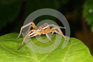 Raft spider (Dolomedes fimbriatus)