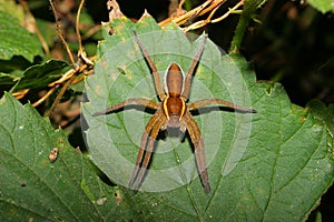 Raft spider (Dolomedes fimbriatus)