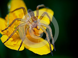 Raft spider Dolomedes fimbriatus