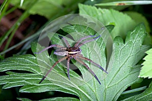 Raft spider, dolomedes fimbriatus on a green leaf