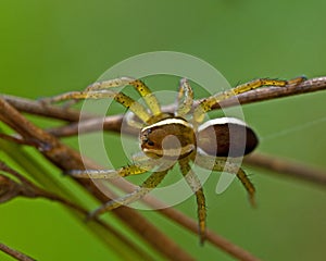 Raft spider, Dolomedes fimbriatus juvenil